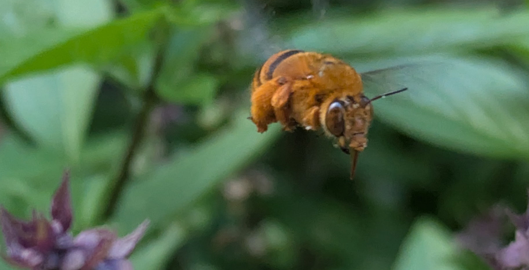 It's all about the bees